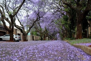 This is a thumbnail for the post Outsiders turned icons, South Africa’s jacarandas spring into bloom