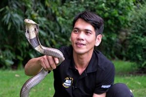 This is a thumbnail for the post Thailand’s Steve Irwin wants to make snakes less scary