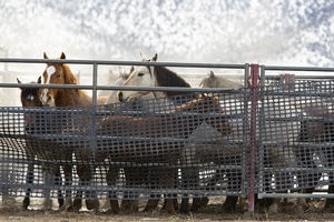 This is a thumbnail for the post Readers write: The fate of American wild horses